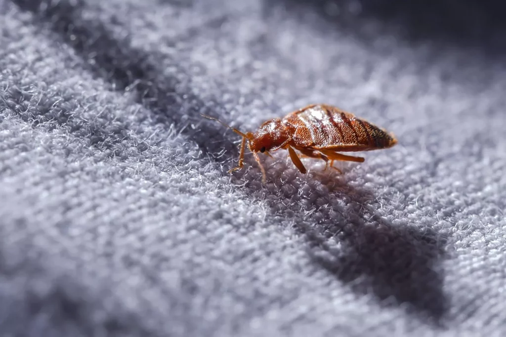 床上一隻蟲在布料上爬行，準備滅蝨。