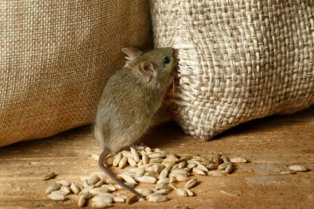 一隻老鼠從麻布中間偷食物-滅鼠。