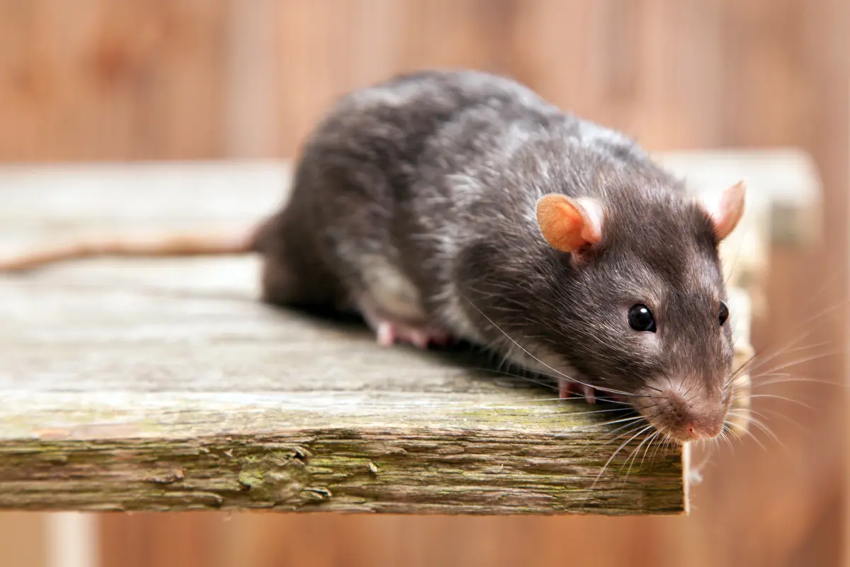 一隻老鼠在木桌上坐著，滅鼠。