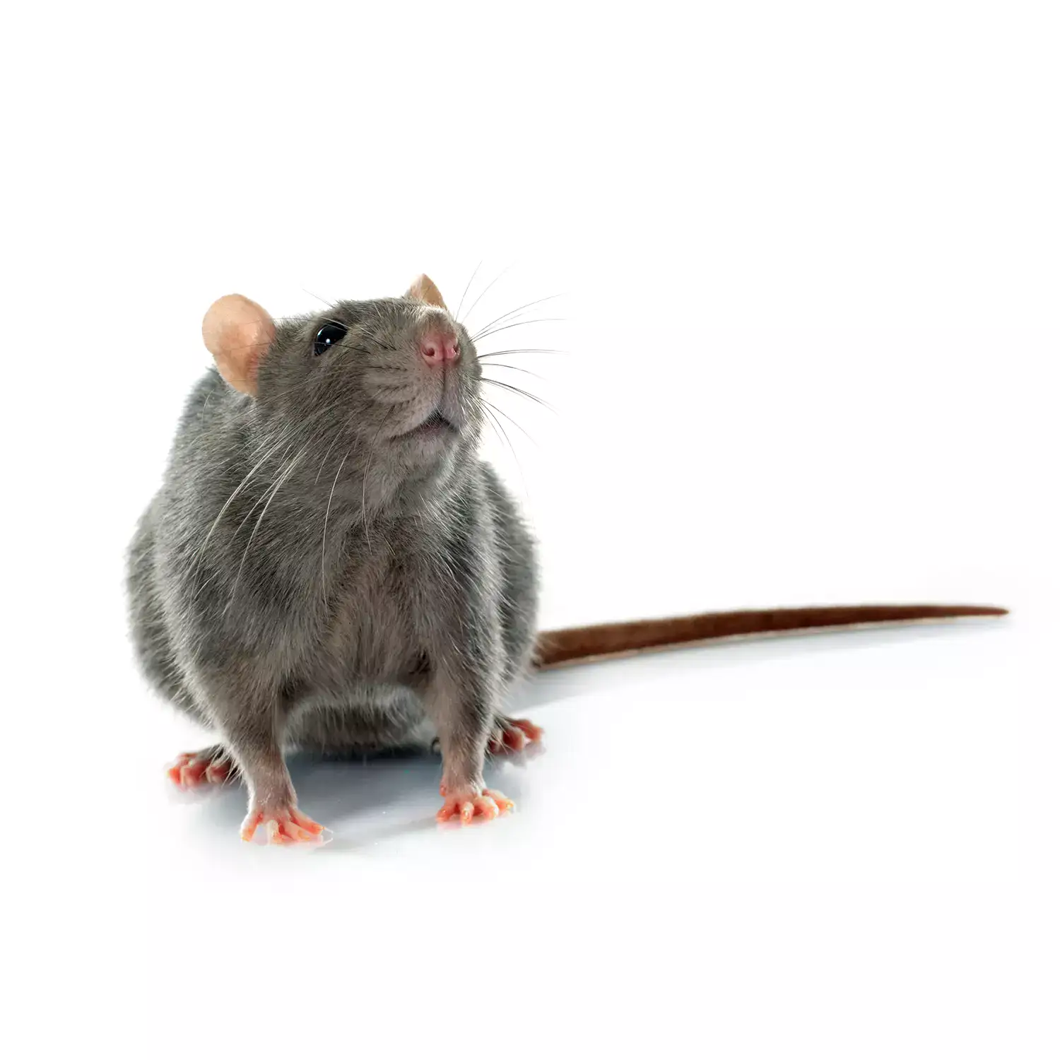 一隻灰色的老鼠站在白色的背景上，滅鼠。
