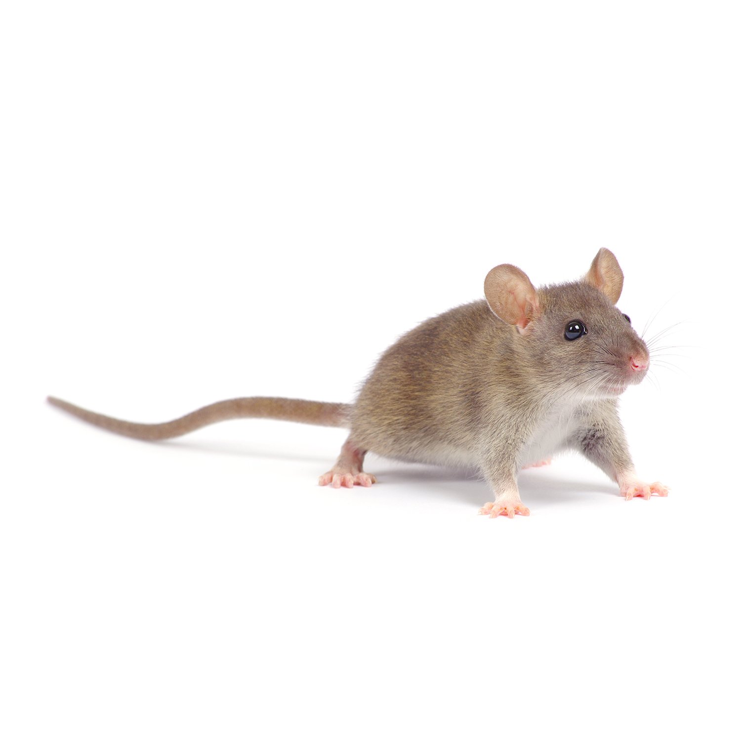 一隻棕色老鼠站在白色背景上，滅鼠。
