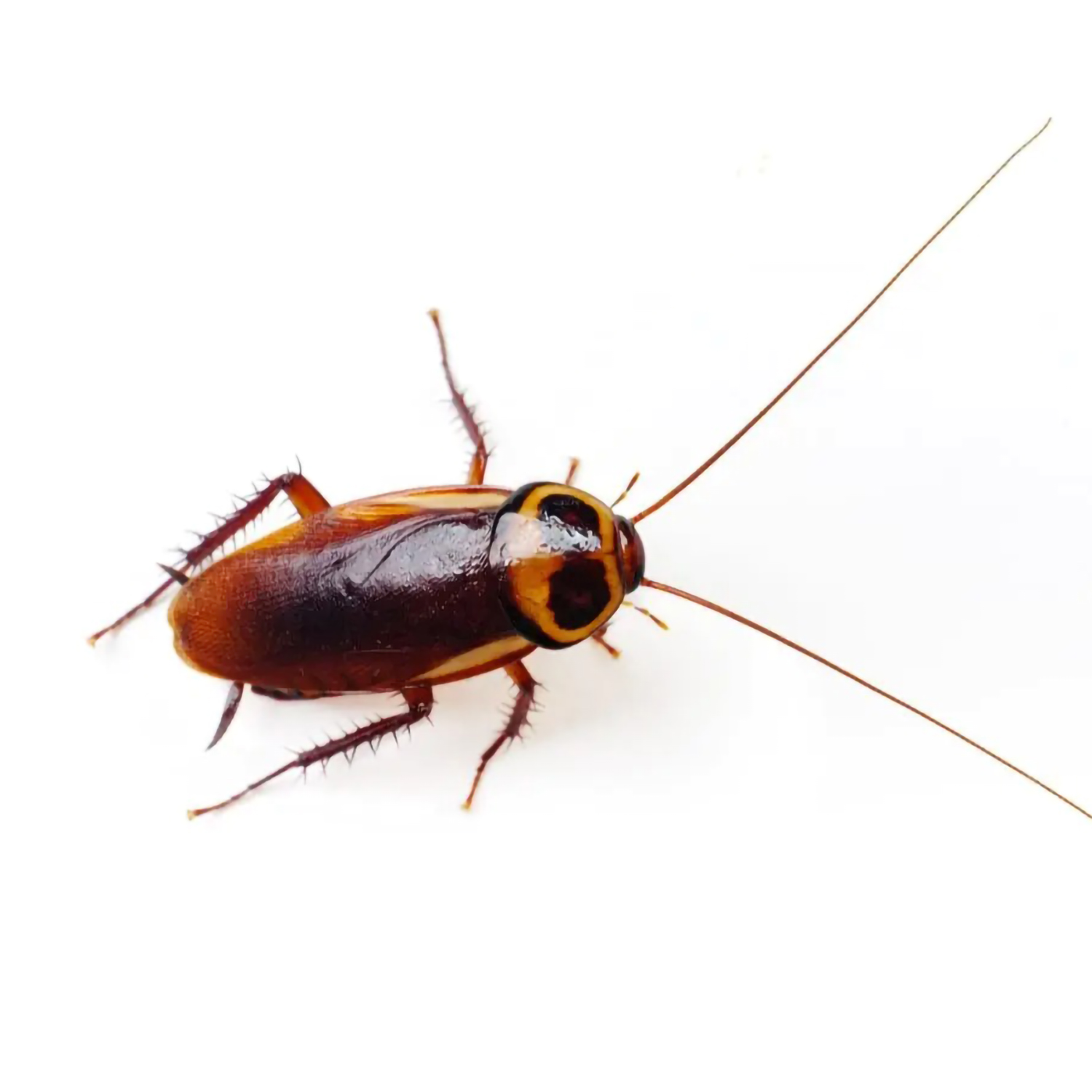 白色背景上的一隻蟑螂，也被稱為「曱甴」。