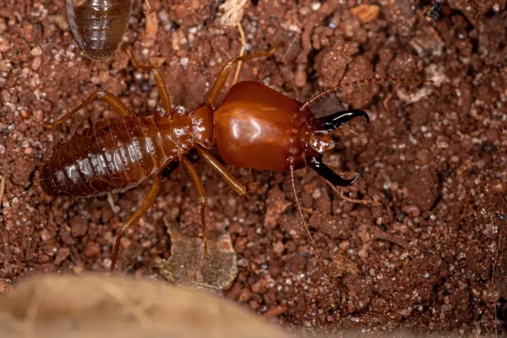 一隻在地上爬著的白蟻。