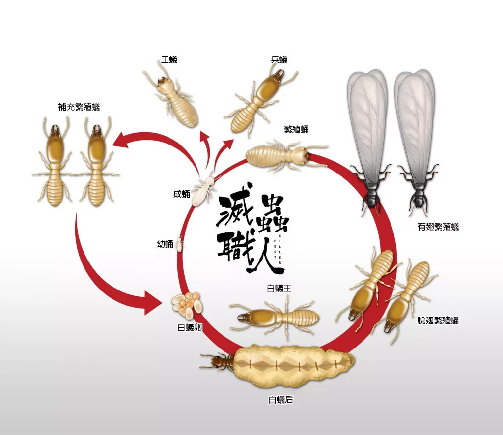 白蟻生命週期的圖表。