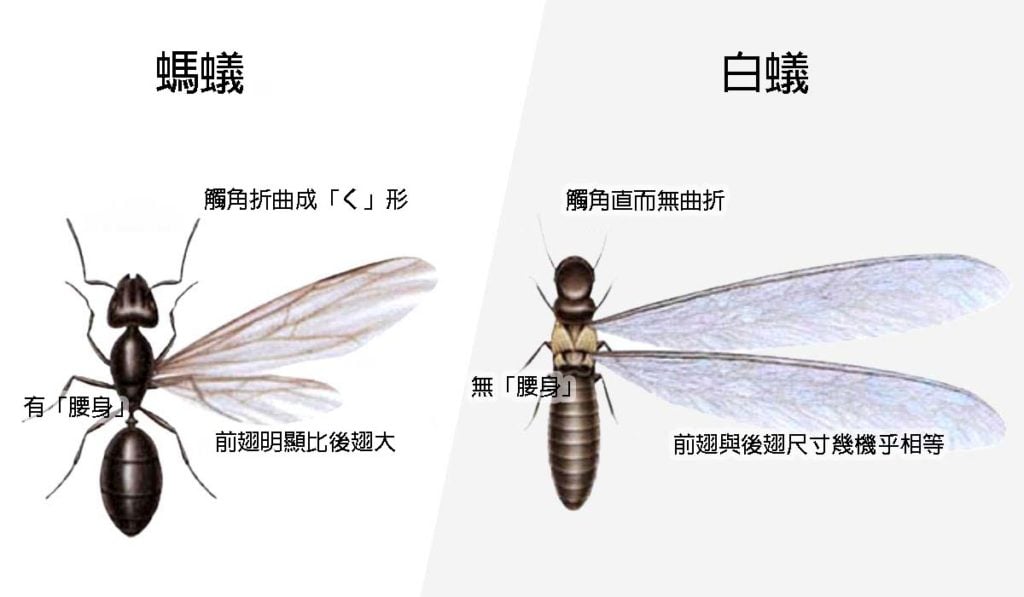 圖片中展示了兩種不同類型的螞蟻。