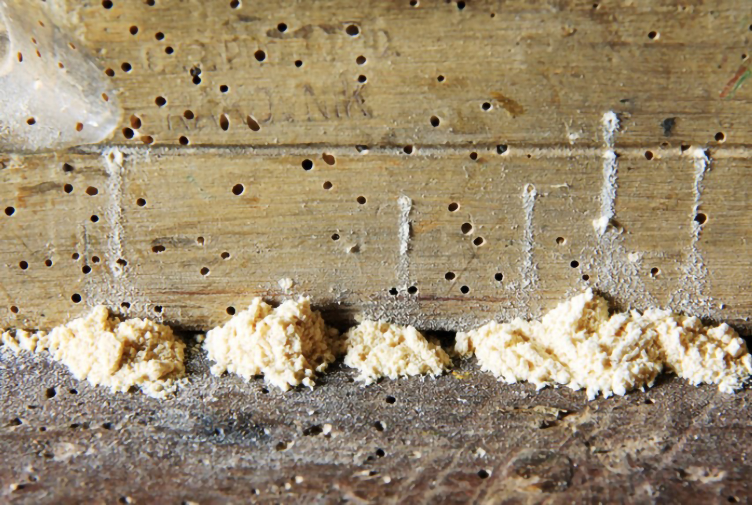 蛀木蟲蛀食後的洞和留下木粉末