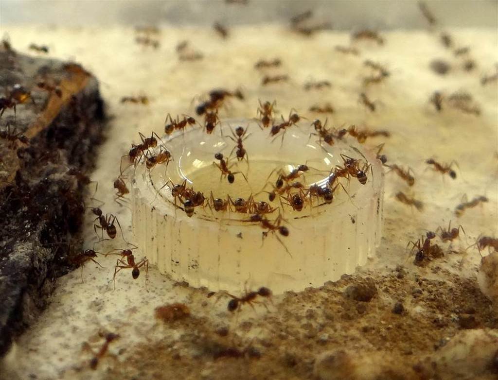 如果您有掉落任何食物並看到螞蟻在其周圍爬行