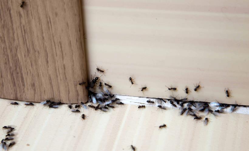 看到螞蟻在你家內外走動