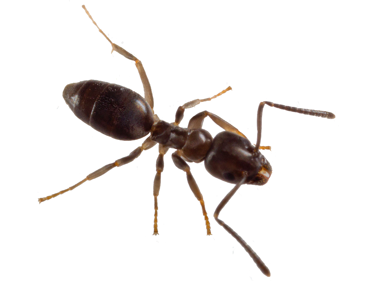 一隻螞蟻出現在白色的背景。