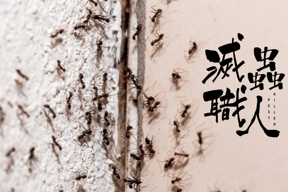一群螞蟻在牆上爬行。