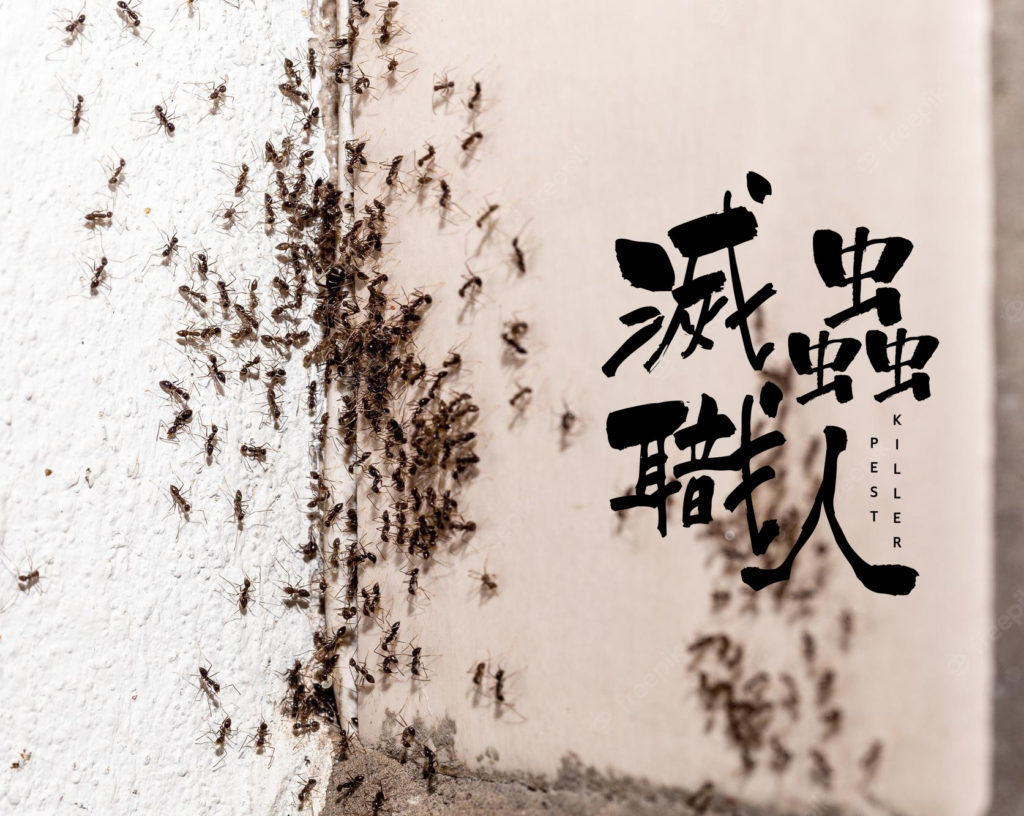 一群螞蟻正在牆上爬行。