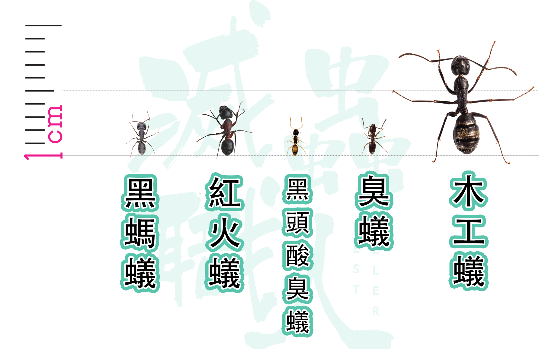 一張圖表上有不同種類的螞蟻。