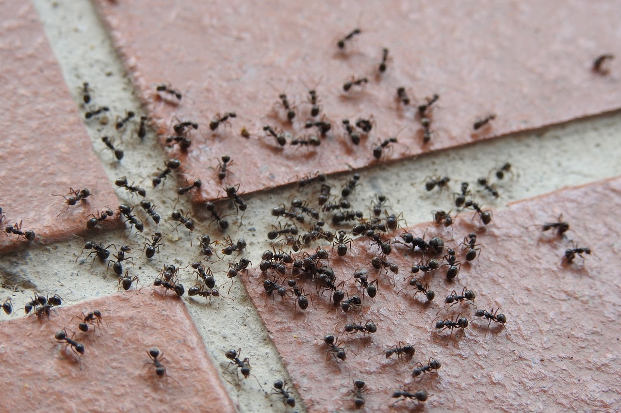 一群黑色的螞蟻貼在磚牆上。