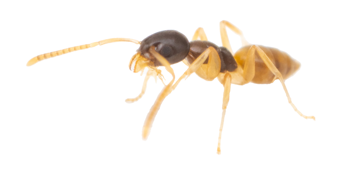 一隻螞蟻出現在白色的背景。