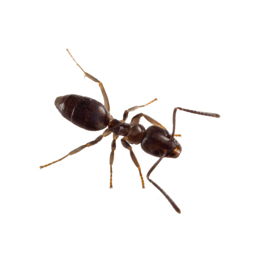 白色背景上的一隻螞蟻。