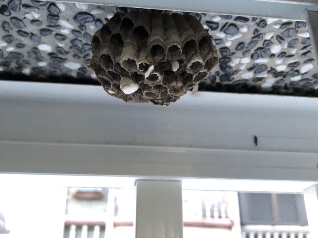 蜂巢處理服務-未成形的小蜂巢