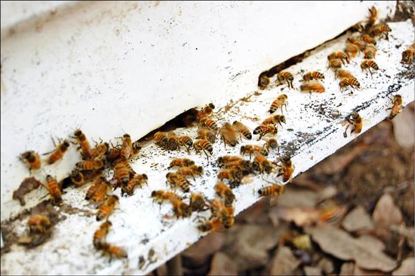 蜂巢處理服務-看到蜂屍
