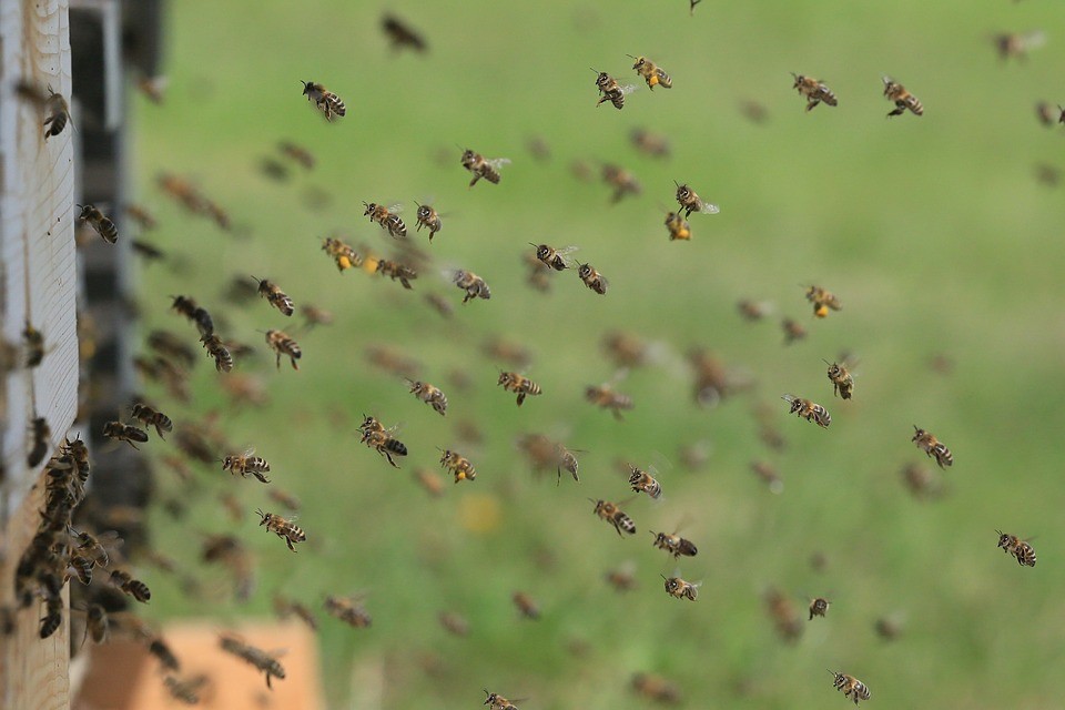 蜂巢處理服務-看見蜂群