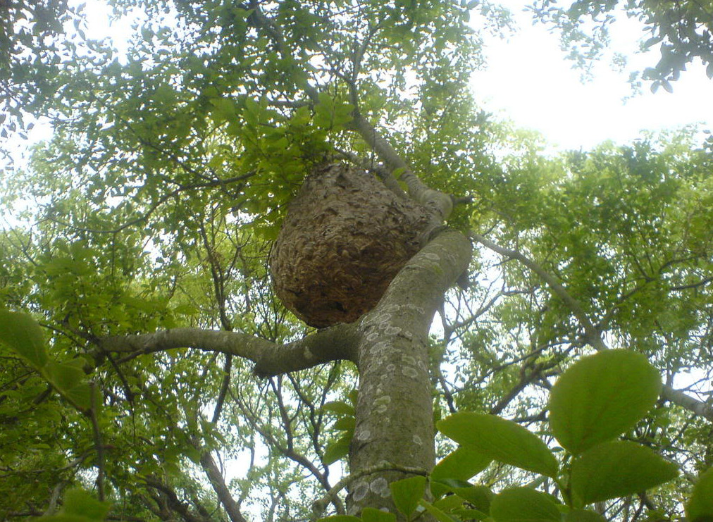 一個築在樹上的蜂巢
