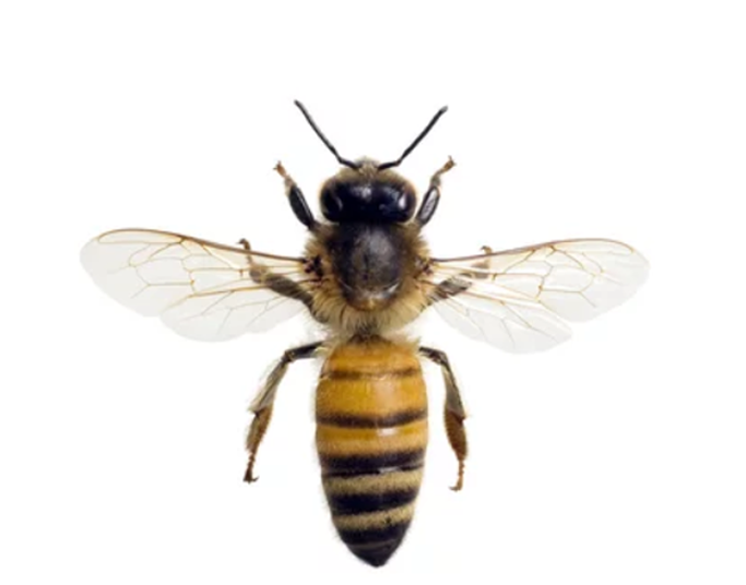 白色背景上的一隻蜜蜂。