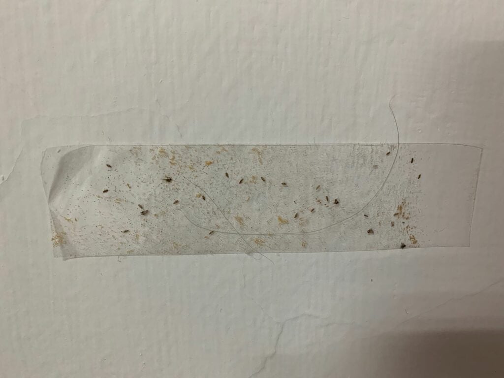 一面白色的牆，有很多潮濕蟲名為卜泥在上面爬行。