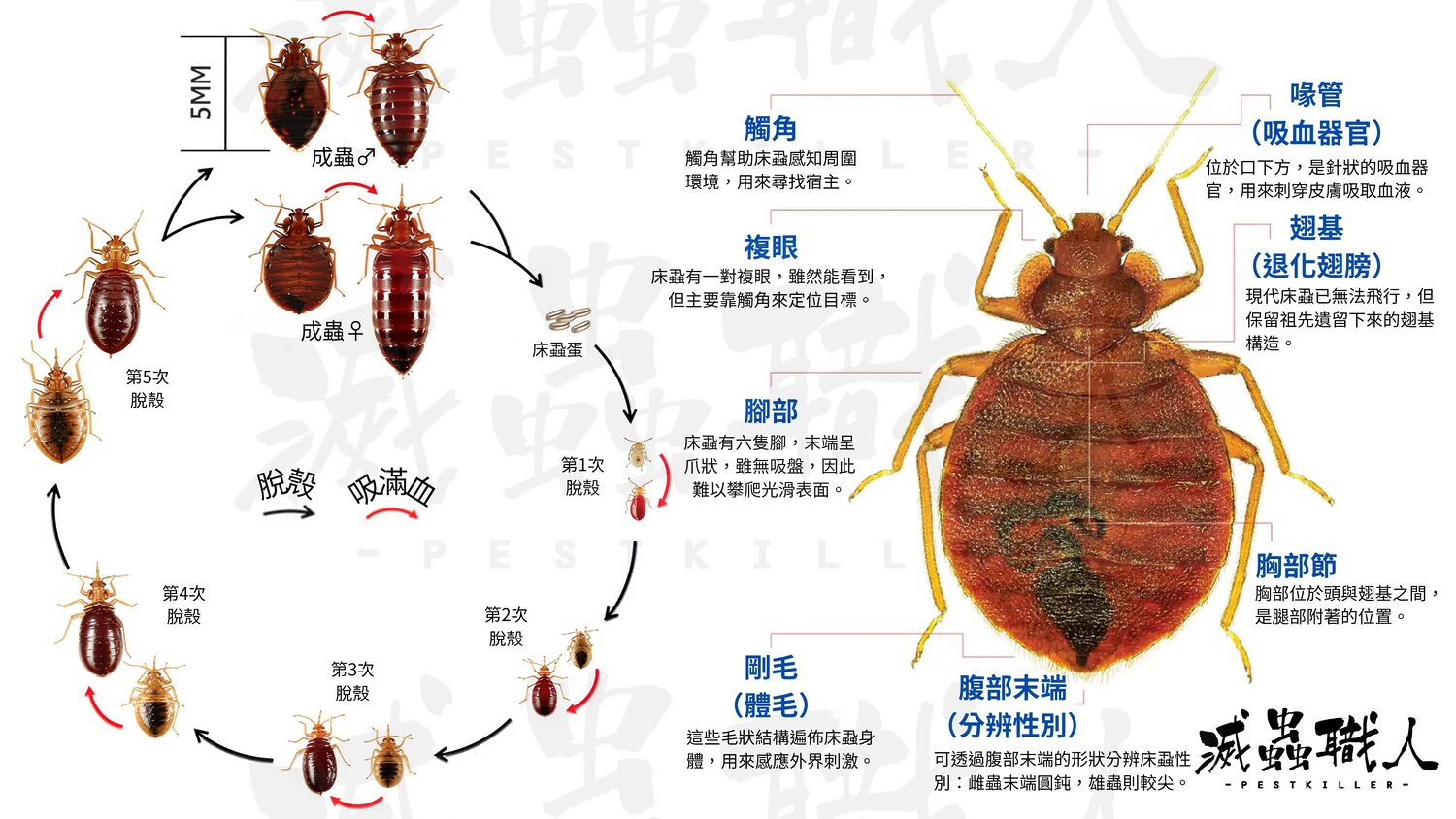溫帶臭蟲生命週期及身體構造詳解圖