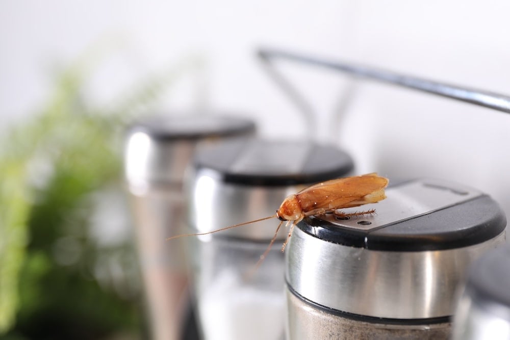 廚房環境中出沒的成蟲曱甴,常與附近潛藏的曱甴蛋有關