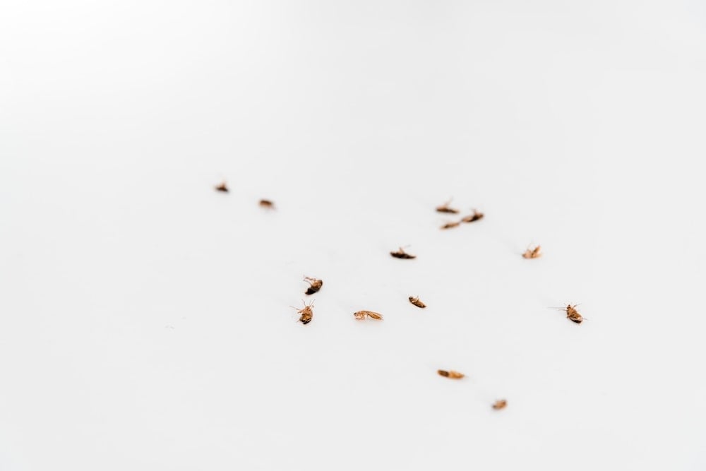 多隻幼曱甴同時出現，通常代表附近已有曱甴蛋成功孵化