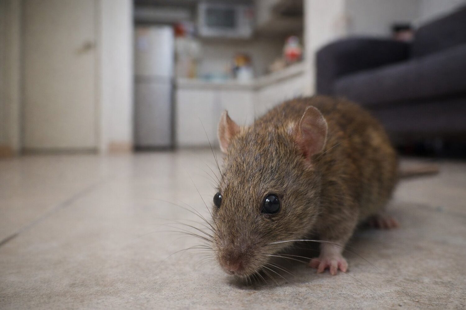 香港住宅地板上有褐鼠，背景可見廚房及梳化，突顯滅鼠措施和防止鼠患的重要性。.