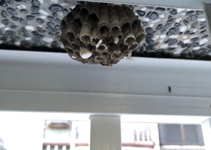 蜂巢處理服務-未成形的小蜂巢